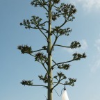 MayDayUdendrslampeSortFlos-01